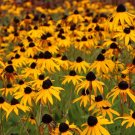 2,500+ Black Eyed Susan (Rudbeckia Hirta) Flower Seeds Yellow