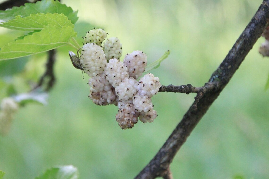 Russian Mulberry Fruiting Shrub {Morus Alba} Superfruit  50 Seeds