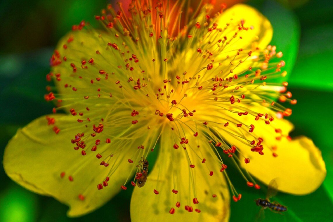 Great St. John'S Wort {Hypericum Perforatum} 200+ Seeds  Non-Gmo