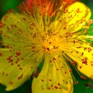 Great St. John'S Wort {Hypericum Perforatum} 200+ Seeds  Non-Gmo