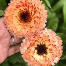 Bronzed Beauty {Calendula Officinalis} Organic Showy Blooms  Peach & Copper 25 Seeds Seed