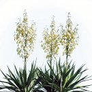20 Yucca Glauca Soapweed Flower Seeds Perennial - A Soap Making Aloe Tropical Bush Palm