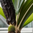 Elephant Yam Rare! Enormous Plant  {Amorphophallus Paeoniifolius} Edible  2 Viable Seeds