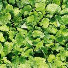 Culinary Spearmint {Mentha Spicata}  200+ Seeds