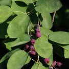 Organic Juneberry Fruiting Shrub 20 Year Producer! {Amelanchier Alnifolia} Edible