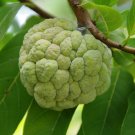 Custard Sugar Apple  Annona Squamosa  10 Tree Seeds Non-Gmo Tropical Fruit Sweet