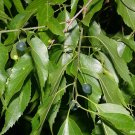 Sugarberry Tree {Celtis Laevigata} 1St Year Fruit Bearing! Edible  10 Seeds