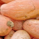 Peruvian Choice Jumbo Pink Melon Heirloom 20 Seeds Winter Squash Mexican Banana