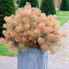 Pink Young Lady Smoke Bush {Cotinus Coggygria} Rhs Winner  20 Pre Stratified Seeds