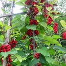 Magnolia Vine {Schisandra Sphenanthera} Pre-Stratified Organic  10 Non Gmo Seeds