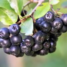 Black Chokeberry White Flowering Shrub {Aronia Melanocarpa} Edible  35+ Seeds