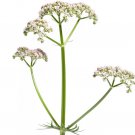 Valeriana Officinalis  Perennial Medicinal Sleep Herb 50+ Seeds