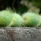 Wild Cucumber {Cucumis Dipsaceus} Fruiting Vine  10 Seeds