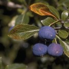 Blueberry Hawthorn {Crataegus Brachyacantha} Fruiting Shrub  10+ Seeds