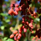 Goji Berry 50+ Seeds {Lycium Chinense} Heirloom Non-Gmo  Drought Tolerant