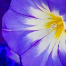 Heavenly Blue Morning Glory {Ipomoea Tricolor} Untreated  Flower Vine 150+ Seeds Seed