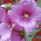 Hibiscus Moscheutos Rose Mallow Huge Flowers Pinks To Reds 25+ Seeds