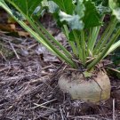 Sugar Beet {Beta Vulgaris} 500+ Seeds