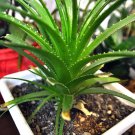 Aloe Vera {Aloe Vera} Medicinal Succulent  10 Seeds
