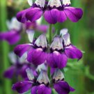Collinsia Heterophylla 100+ Seeds Purple Showy Annual