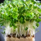 1000+ Curled Garden Cress Seeds