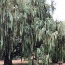 Kashmir Cypress {Cupressus Darjeeling}  Evergreen  30 Seeds