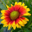 400+ Blanket Flower Seeds