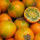 Lulo Orange Tree {Solanum Quitoense} Organic  10 Seeds