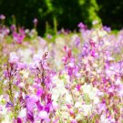 2000+ Snapdragon Seeds **Dwarf Fairy Mix** Baby Toadflax Flowers,
