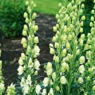 Bearded Monkshood {Aconitum Barnatum} Organic  5 Seeds