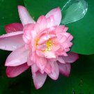 Sacred Lotus {Nelumbo Nucifera} Organic Edible  5 Seeds