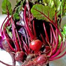 Ruby Queen Beet {Beta Vulgaris} 150+ Seeds
