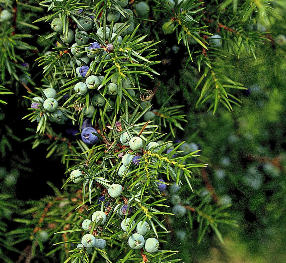 One Seed Juniper Sacred Tree {Juniperus Monosperma} Evergreen Medicinal Perennial  5+ Seeds