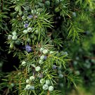 One Seed Juniper Sacred Tree {Juniperus Monosperma} Evergreen Medicinal Perennial  5+ Seeds