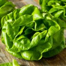 1100+ Buttercrunch Lettuce Seeds - Non-Gmo Heirloom Vegetable Variety