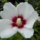 25 Crimson-Eyed White Hibiscus (Rosemallow) Seeds - Perennial Tropical Flower