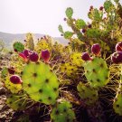 Cactus Pear {Opuntia Ficus-Indica} Edible  Medicinal 10 Seeds
