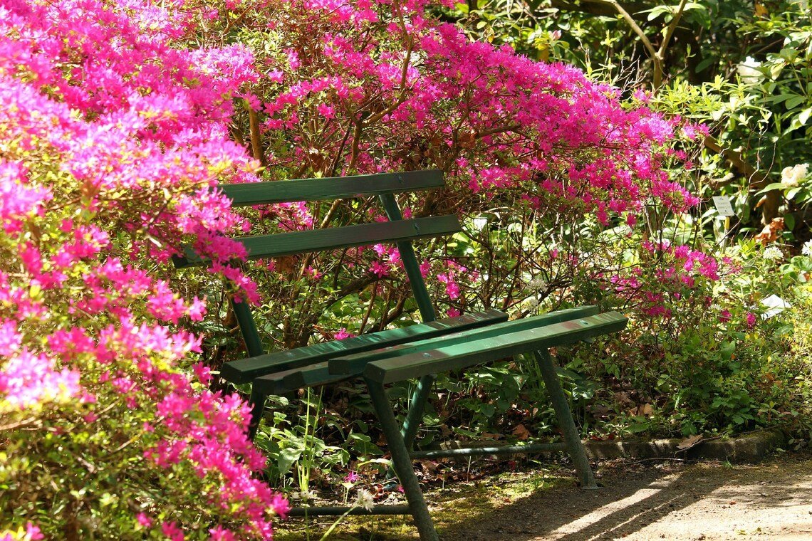 Plumleaf Azalea Ornate Shrub {Rhododendron Prunifolium} Evergreen  50 Seeds