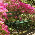 Plumleaf Azalea Ornate Shrub {Rhododendron Prunifolium} Evergreen  50 Seeds