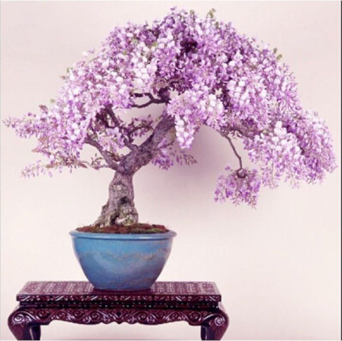 Persian Lilac {Melia Azedarach} 10 Tree Seeds  Fast Growing 85% Germination