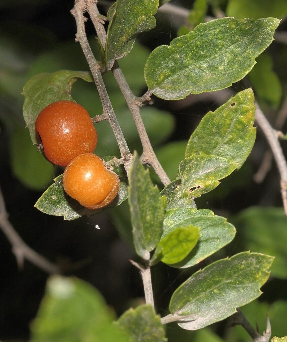 Sweet Desert Hackberry {Celtis Pallida} Pre-Stratified  5 Seeds