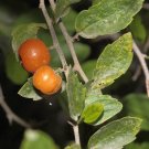 Sweet Desert Hackberry {Celtis Pallida} Pre-Stratified  5 Seeds