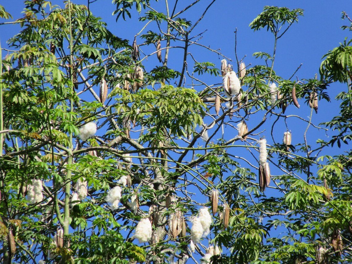 Silk Cotton Tree {Ceiba Pentandra} Heirloom Nongmo  20 Seeds