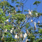 Silk Cotton Tree {Ceiba Pentandra} Heirloom Nongmo  20 Seeds