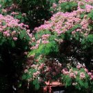 Silk Tree {Albizia Julibrissin} Exotic Ornamental  30 Pre-Stratified Seeds
