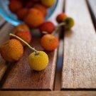 Strawberry Tree Madrone Tree  {Arbutus Unedo} 20+ Seeds