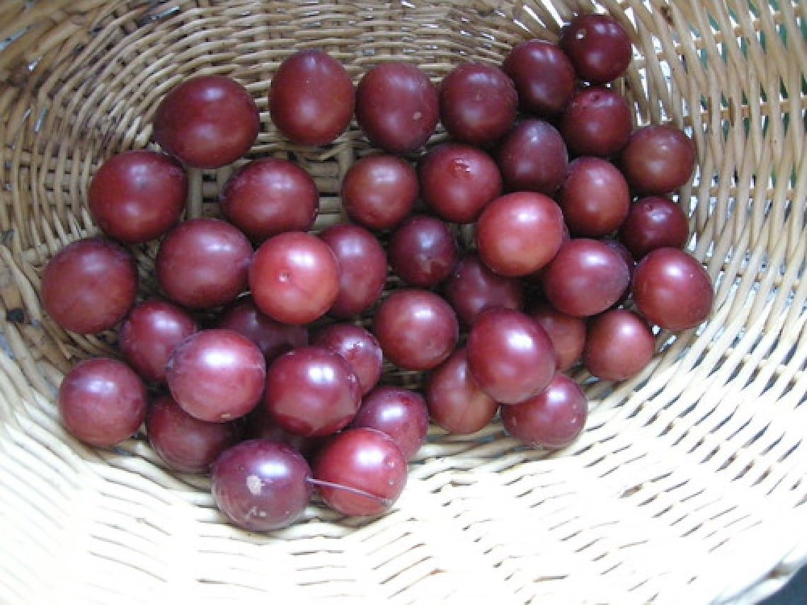 Mirabelle Plum Tree {Prunus Myrobalan} Organic  5 Seeds