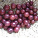 Mirabelle Plum Tree {Prunus Myrobalan} Organic  5 Seeds