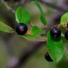 Sparkleberry Tree {Vaccinium Arboreum} Fruiting Shrub  15+ Pre-Stratified Seeds