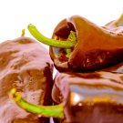35 Chocolate Poblano Sweet Pepper Seeds (Mulato Isle